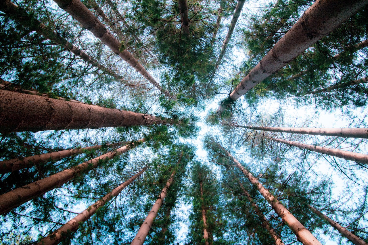 Recreation Dept. to host educational walking tour of Hanson Pines on 9/6