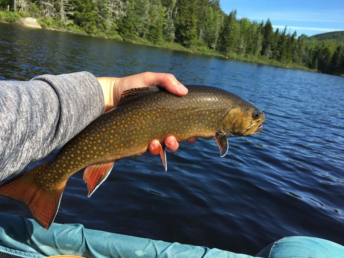 Trout Season is coming to New Hampshire’s managed waterbodies starting 4/27